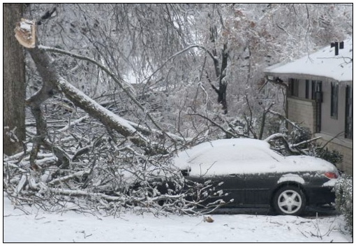 Fallen branches cause damage