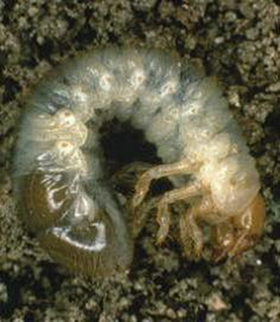 Japanese beetle larva