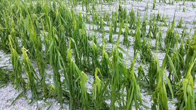 Hail damage to corn