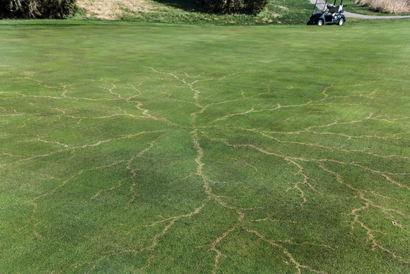 Turf Damage